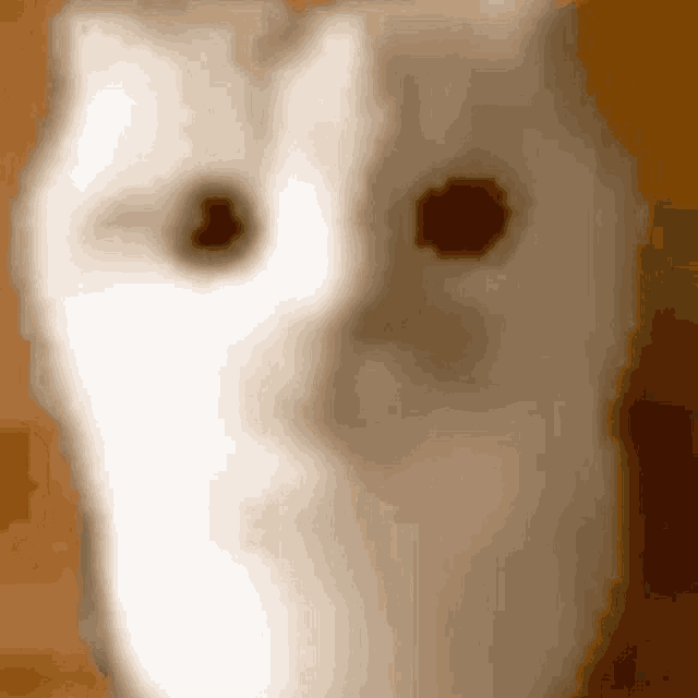 a close up of a white cat 's face with brown eyes