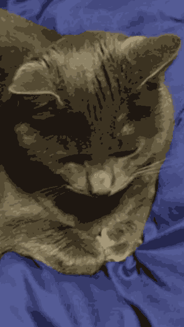 a close up of a cat yawning on a blue blanket