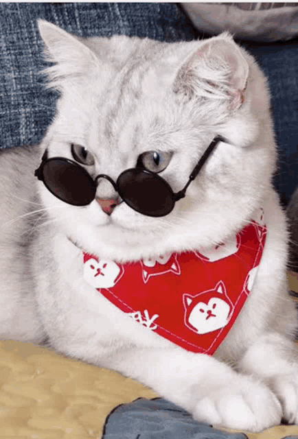 a cat wearing sunglasses and a red bandana with cats on it