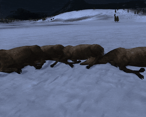 a herd of deer are laying in the snow