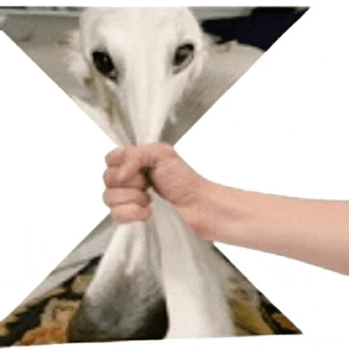 a person is holding a white animal in their hand .