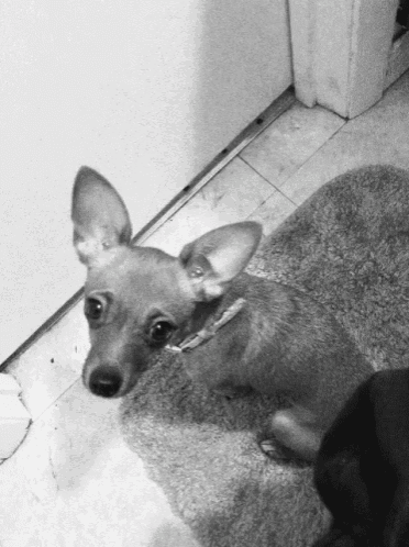 a small dog with a collar is sitting on a rug in front of a door