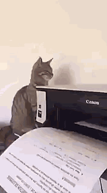 Cat Printer GIF - Cat Printer Surprised GIFs