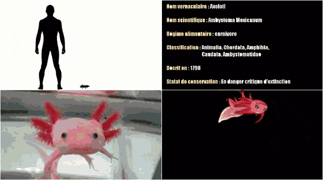 a silhouette of a man and a pink axolotl