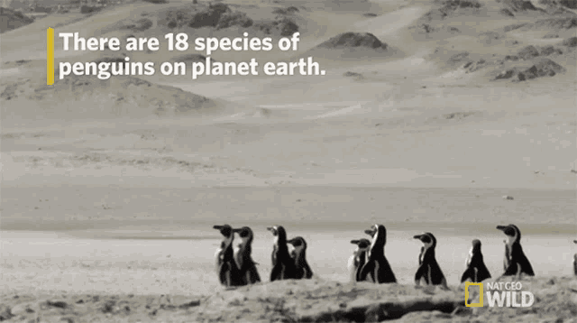 a national geographic poster shows penguins on a beach