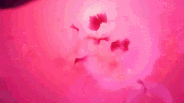 a pink background with a silhouette of a deer in the foreground and a glowing light in the background .