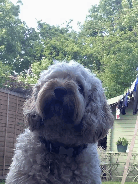 a close up of a dog 's face with a fence in the background