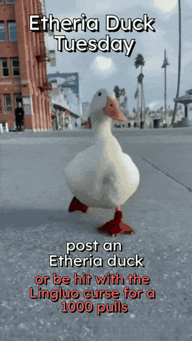 a white duck is walking down a sidewalk with the words etheria duck tuesday written above it