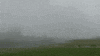 a foggy day with trees in the background and a field in the foreground