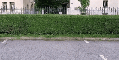 a hedge along the side of a parking lot