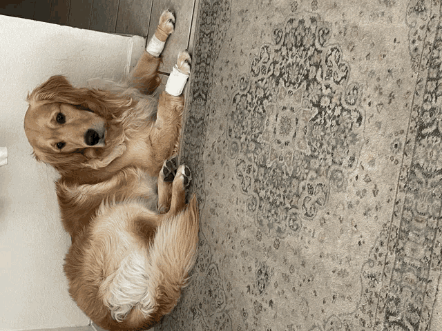 a dog with bandages on its paws is laying on the floor