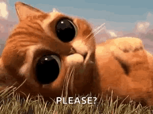 a cat is laying on its back in the grass and looking at the camera .