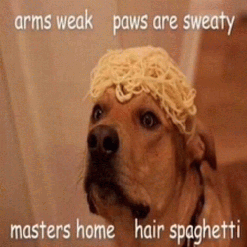 Momsspaghetti Funny GIF - Momsspaghetti Funny Dogs GIFs