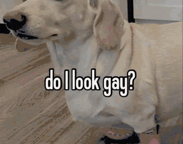 a dog wearing a pair of pink crocs is asking if it looks gay