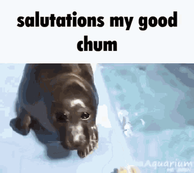Salutations My Good Chum GIF - Salutations My Good Chum GIFs