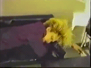 a yellow dog is laying on a purple couch in a living room