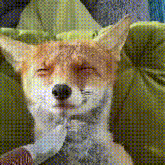 a close up of a fox laying on a green pillow with its eyes closed