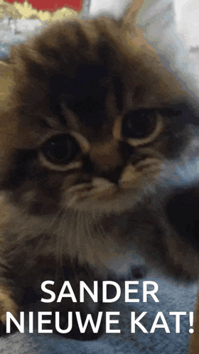 a close up of a kitten with the words sander nieuwe kat on the bottom