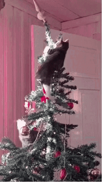 Cats Climbing GIF - Cats Climbing Christmas Tree GIFs
