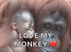 a baby orangutan and an adult orangutan are hugging each other with the words `` love my monkey '' written on the bottom .