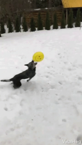 Dog Playing Balloon Dog GIF - Dog Playing Balloon Dog Snow Dog GIFs