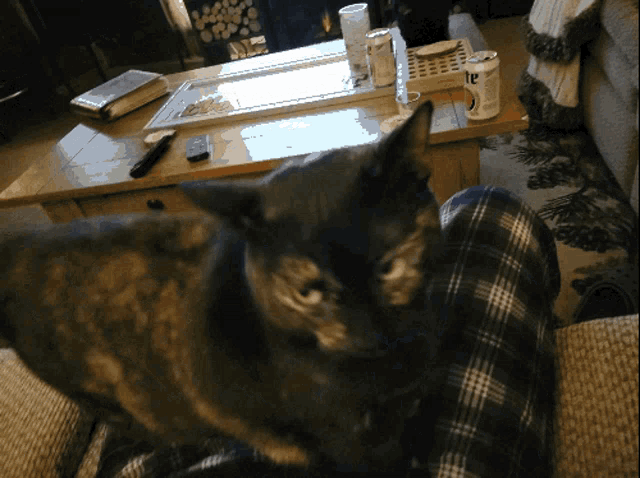a cat sitting on a person 's lap with a can of lite on the table