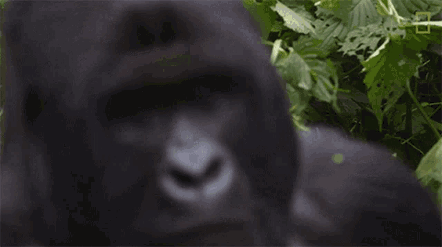 Staring Nat Geo Gorilla Defenders On The Front Lines Of Illegal Wildlife Trafficking GIF - Staring Nat Geo Gorilla Defenders On The Front Lines Of Illegal Wildlife Trafficking World Gorilla Day GIFs