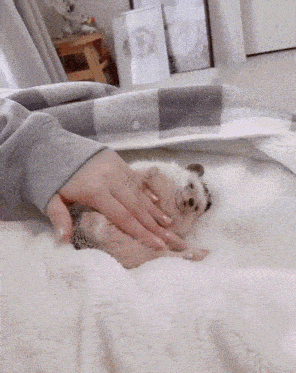 a person is petting a small hedgehog on a blanket
