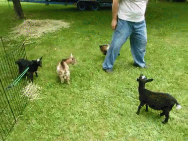 Watch Out Little Goat Man GIF - Comedy Animals Funny GIFs