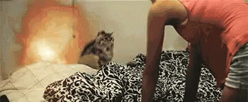 Explosion Cat GIF - Cat Explosion Slow Mo GIFs