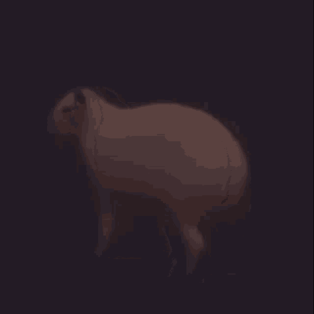 Carpincho Capybara GIF - Carpincho Capybara GIFs