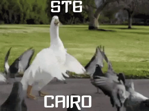 St6 Cairo GIF - St6 Cairo Duck GIFs