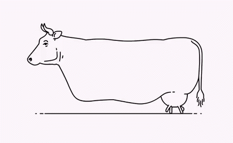 Milk Bull GIF - Milk Bull Cow GIFs