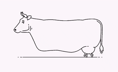 a line drawing of a cow on a white background .