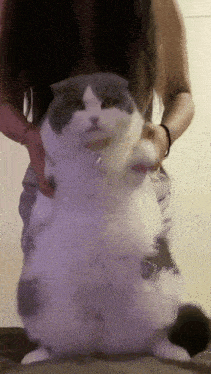 Fat Cat Cat Dance GIF - Fat Cat Cat Dance Fat Cat Dance GIFs