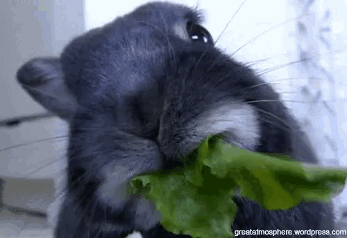 Rabbit Munch GIF