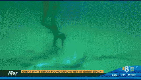 a news report about a great white shark
