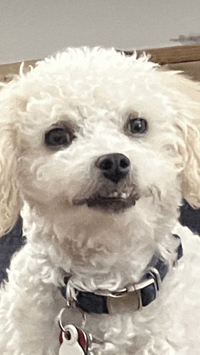 a small white dog wearing a black collar and a tag