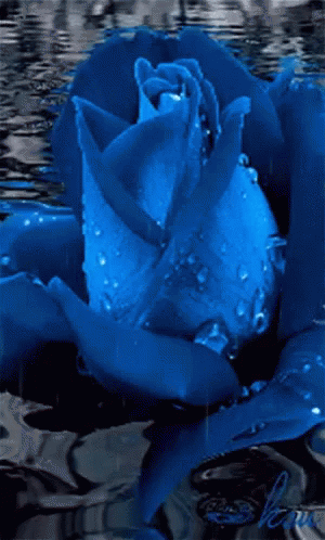 Blue Rose GIF