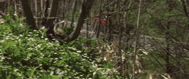 a red car is driving down a road surrounded by trees