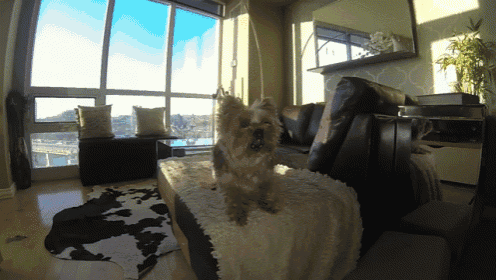 Kiwi Isn'T Very Good At Catch... GIF - Kiwi Dog Animal GIFs