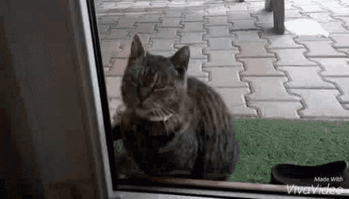 Funny Cat GIF - Funny Cat Cats GIFs