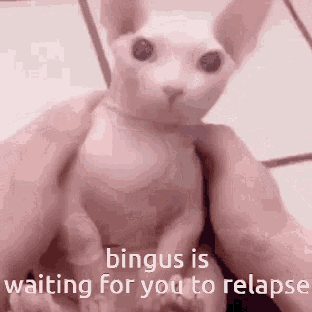 Bingus Relapse GIF - Bingus Relapse Waiting For You To Relapse GIFs