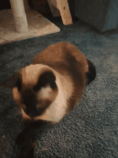 a cat is laying down on a wooden floor and looking at the camera