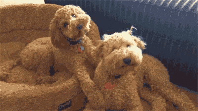 two small brown dogs are sitting next to each other in a dog bed