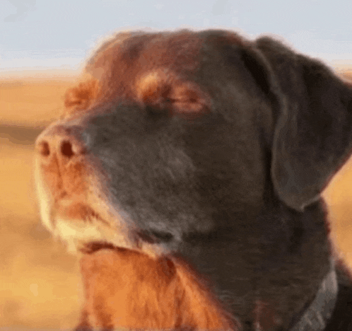 a close up of a brown and black dog 's face with its eyes closed in a field .