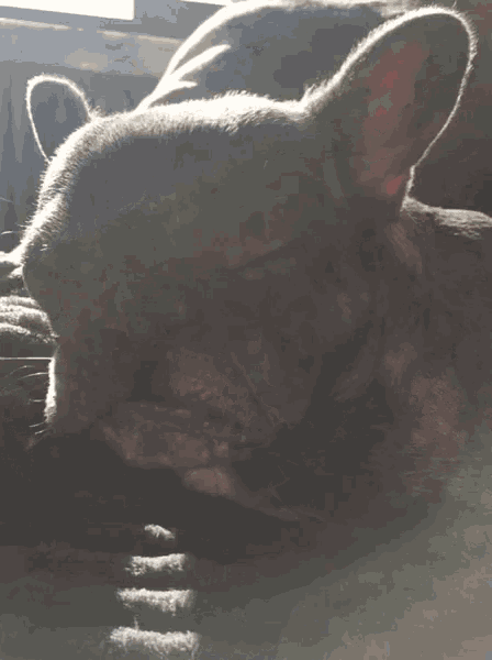 a dog laying down with its tongue out