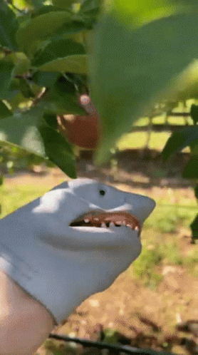 Shark Puppet Apple Picking GIF - Shark Puppet Apple Picking Apples GIFs