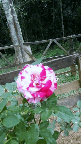 a close up of a pink and white flower with a wooden fence in the background