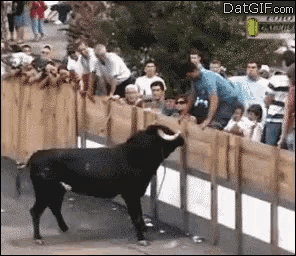 a bull is standing in front of a crowd and a sign that says datgif.com is above it